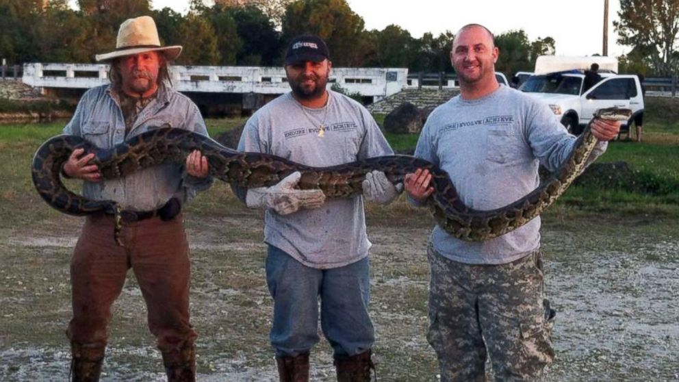 PHOTO: An organization staffed by US military vets helps to remove pythons from the Florida Everglades.