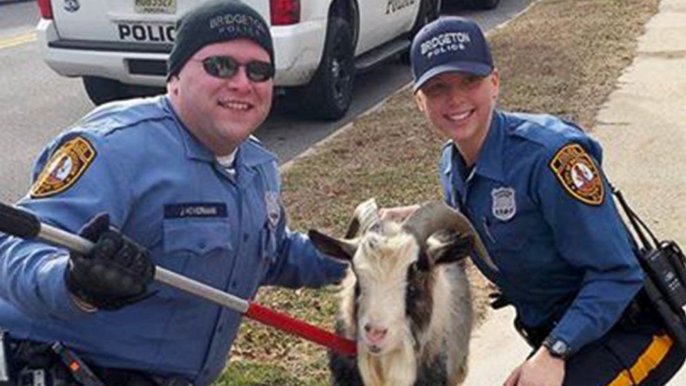 The Bridgeton Police Department in New Jersey rescued a stray goat, Feb. 4, 2015.