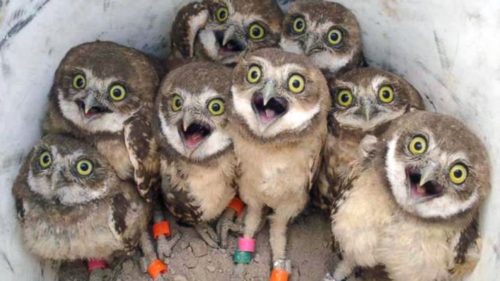 These photos went viral on social media with the hashtag #Superb_Owl, after wildlife refuge specialist Katie Mcvey posted it during the Super Bowl.