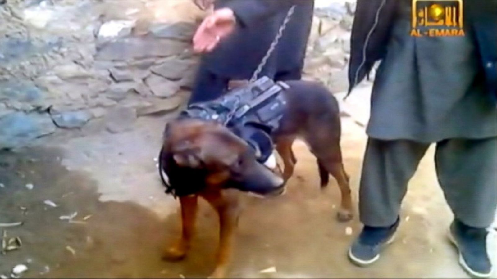 Taliban mastiff hot sale