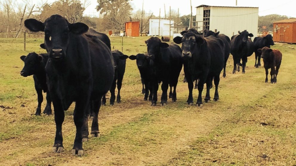 PHOTO: Part of the herd at Rowdy Girl Sanctuary.