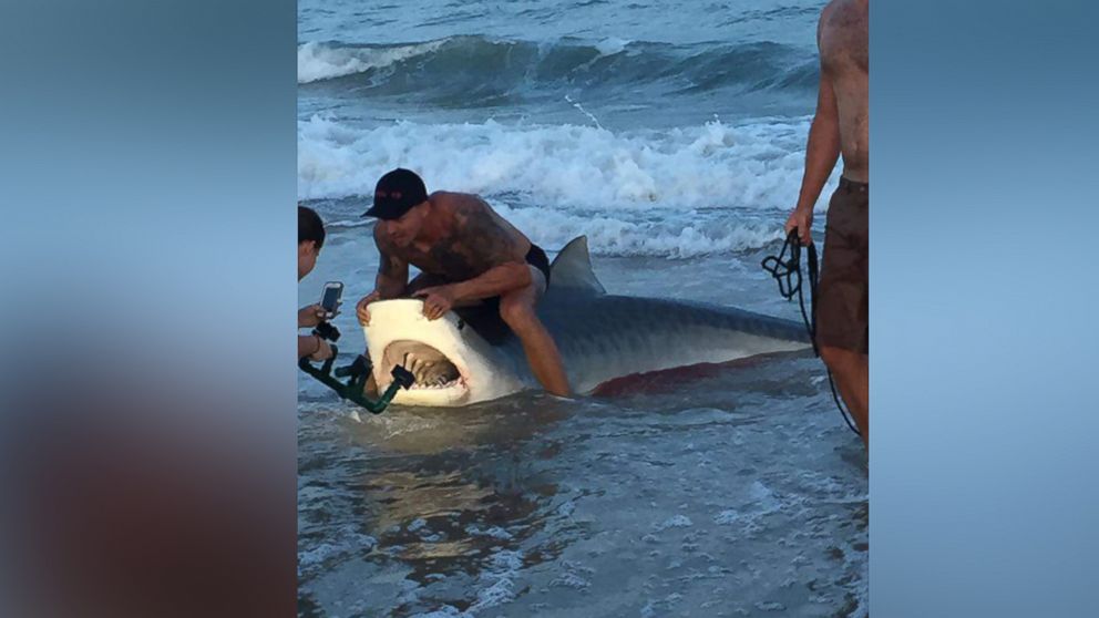 Researchers in North Carolina caught an 11 feet, 7 inch long Tiger shark and then tagged it and released it.
