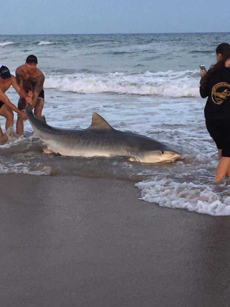 PHOTO: Researchers in North Carolina caught an 11 feet, 7 inch long Tiger shark and then tagged it and released it.