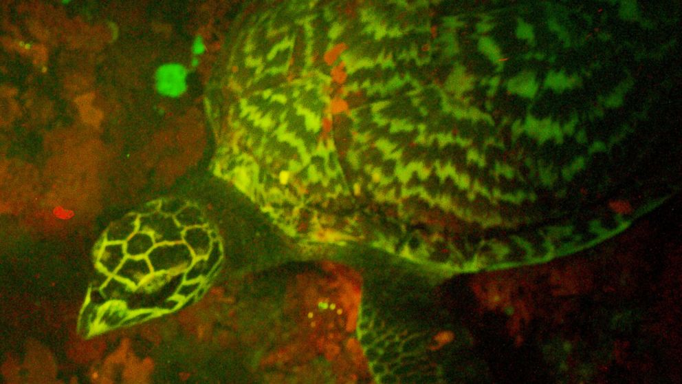 Marine biologist David Gruber discovered a biofluorescent turtle while doing research on the Solomon Islands.