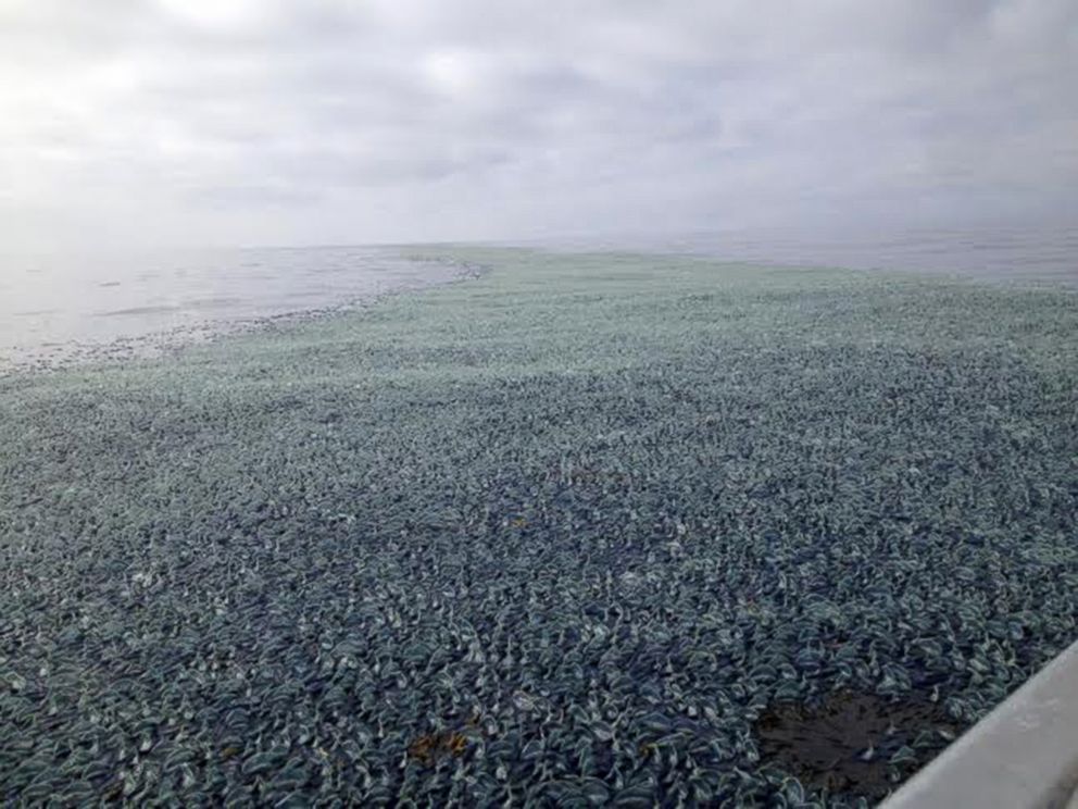 PHOTO: This photo taken Aug. 2014 by Emily Horton while she was out boating off of La Push, WA, in Olympic Coast National Marine Sanctuary, shows velella velellas or 'by-the-wind-sailors' covering the beach.
