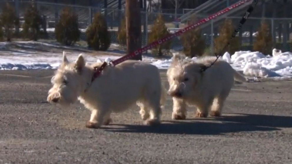 PHOTO: A white terrier dog named Jacques led police officer Chris Bisceglia to his canine best friend Annabelle, who was stranded in an embankment, on Jan. 5, 2016, according to the Orange Police Department in Orange, Massachusetts. 