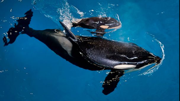 Seaworld Debuts New Educational Orca Show Replacing Former Controversial Attraction Abc News