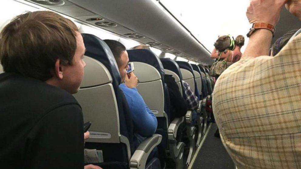 PHOTO: A passenger on a US Airways flight took this photo of a pig on the plane. 