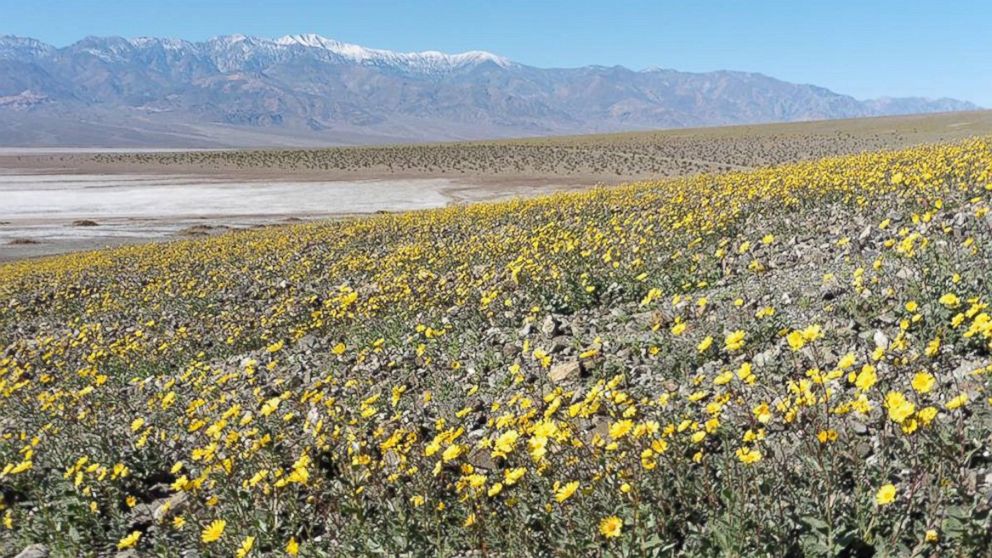 Death Valley National Park posted this photo to Facebook on Feb. 10, 2016 with the caption, "Wildflowers meet the salt flats of Badwater Basin."