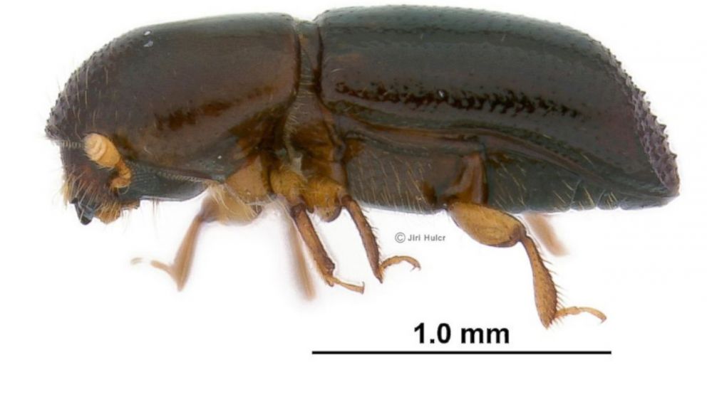 A redbay ambrosia beetle (Xyleborus glabratus) is seen in this photo.