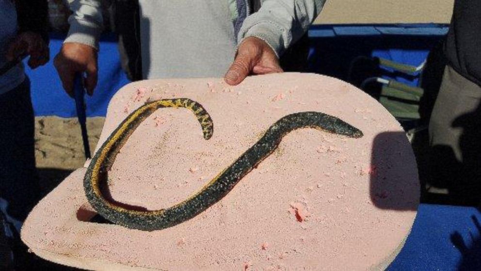 PHOTO: Surfrider Foundation in San Clemente, Calif. posted this photo of a poisonous sea snake to their Facebook on Dec. 19, 2015.