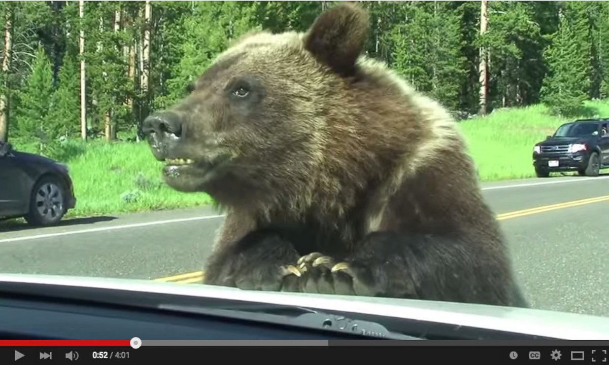 PHOTO: A grizzly bear latched onto the family's car just outside of Cooke City and the entire experience was caught on camera.