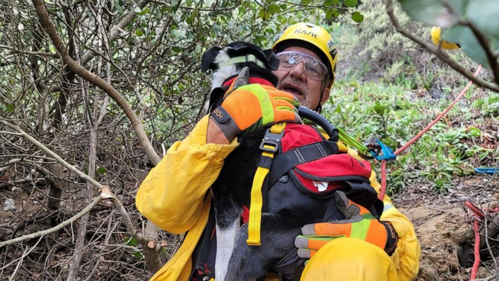 PHOTO: Hobo, a deaf 8-year-old Australian Shepherd, is going to be kept on a very short leash from now on after surviving a 100 foot fall and an hours-long rescue to save his life in Sorrento, California, on August 29, 2022.