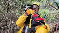 Deaf dog named Hobo falls 100 feet into ravine, has life saved in hours-long rescue