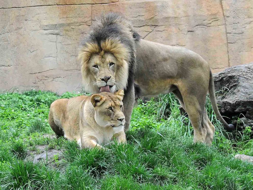 PHOTO: Isis and Zenda, pictured in this undated photo, arrived to the Brookfield Zoo in 2008 and officials say the lions were very close with each other and could often be seen grooming each other or sleeping together with their paws on each other.