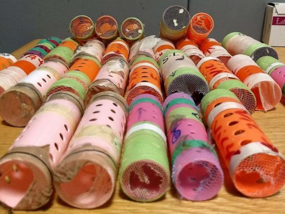 PHOTO: A man has been sent back to Guyana after U.S. Customs and Border Protection (CBP) discovered that he had tried to import 29 finches that had been sealed inside hair rollers in his luggage when he arrived in New York City on Sunday, March 28, 2021.