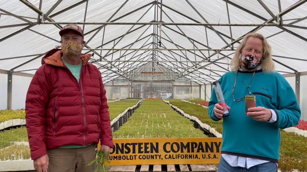 PHOTO: The Jonsteen Tree Company in McKinleyville, California, sends customers a kit to grow their own Christmas tree