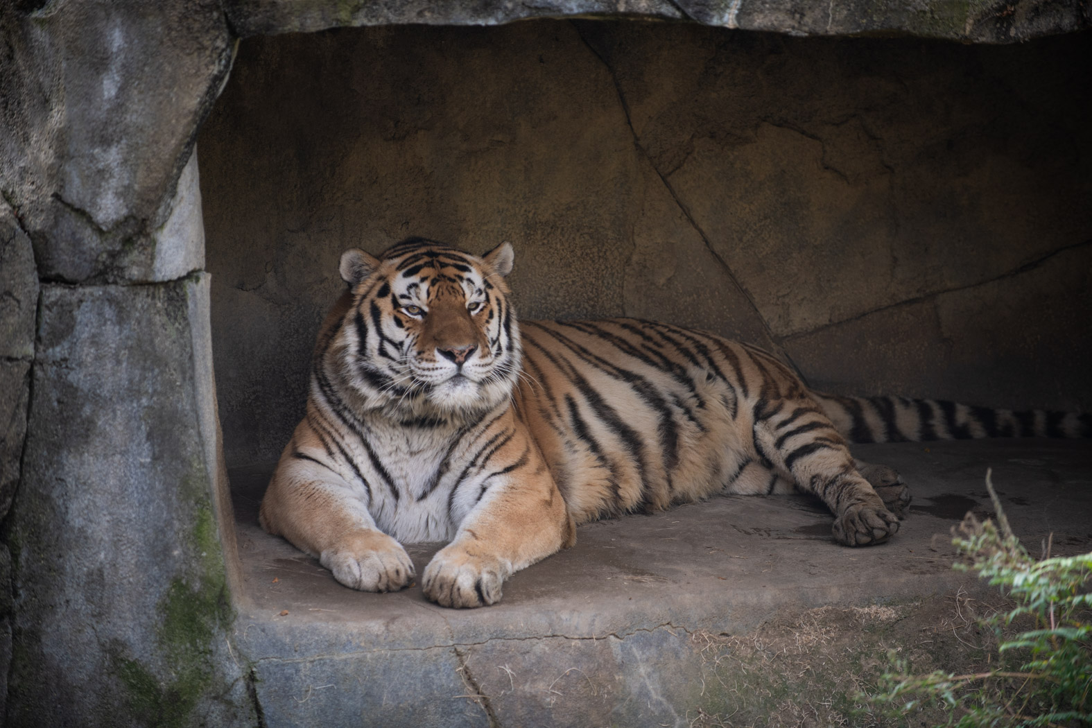 PHOTO: Jupiter, a 14-year-old Amur tiger, passed away on Sunday, June 26, 2022, after officials at the Columbus Zoo confirmed that he had developed pneumonia which was caused by the COVID-19 virus.