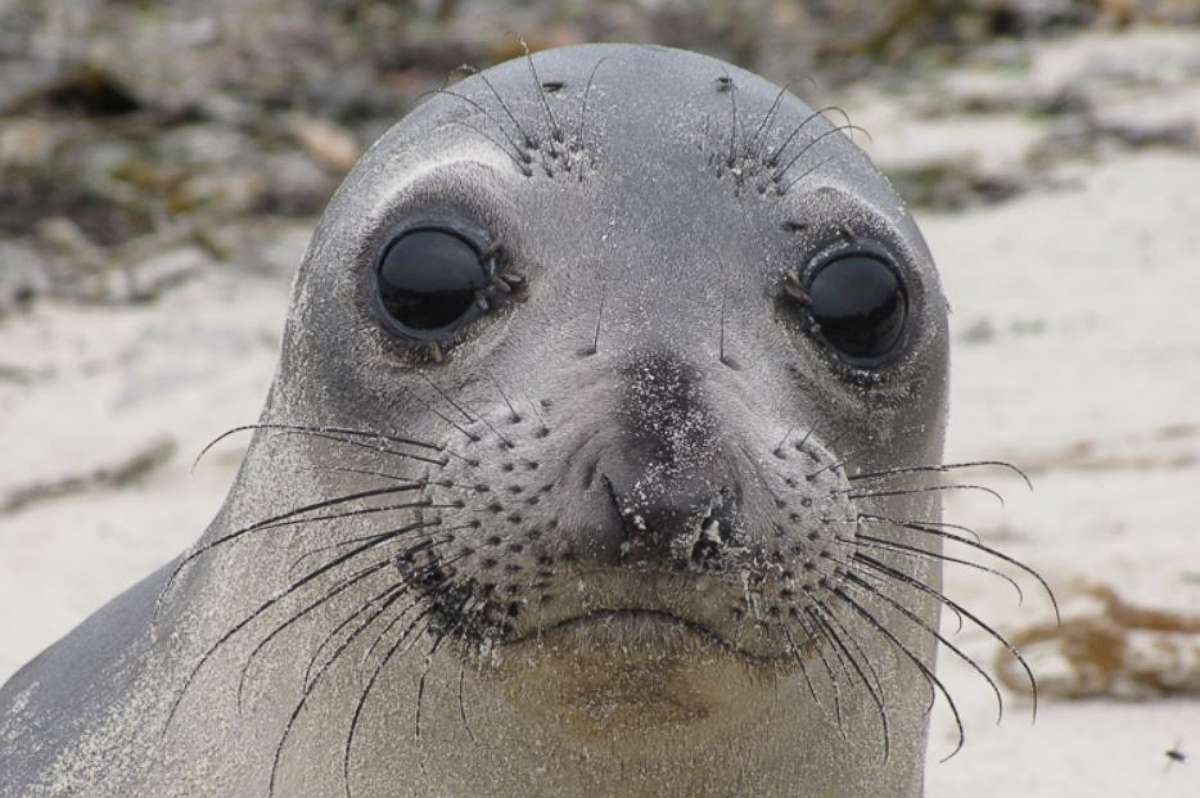 PHOTO: A picture from the NOAA website shows a juvenile Northern elephant seal at an undisclosed date and location.  
