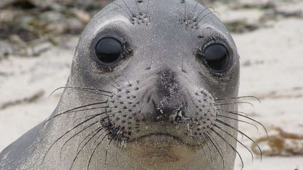 PHOTO: A picture from the NOAA website shows a juvenile Northern elephant seal at an undisclosed date and location.  