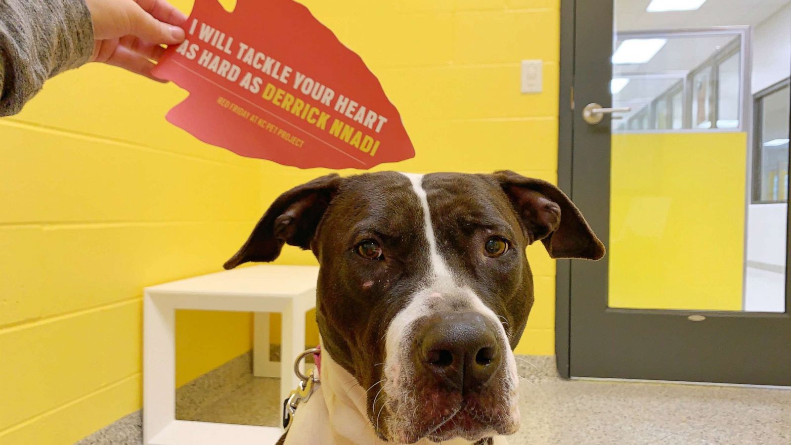 Chiefs Player Pays It Forward For Shelter Animals After Super Bowl Win Abc News