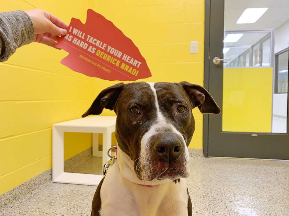 PHOTO: Tally, a 3-year-old pit bull mix, is up for adoption through KC Pet Project.