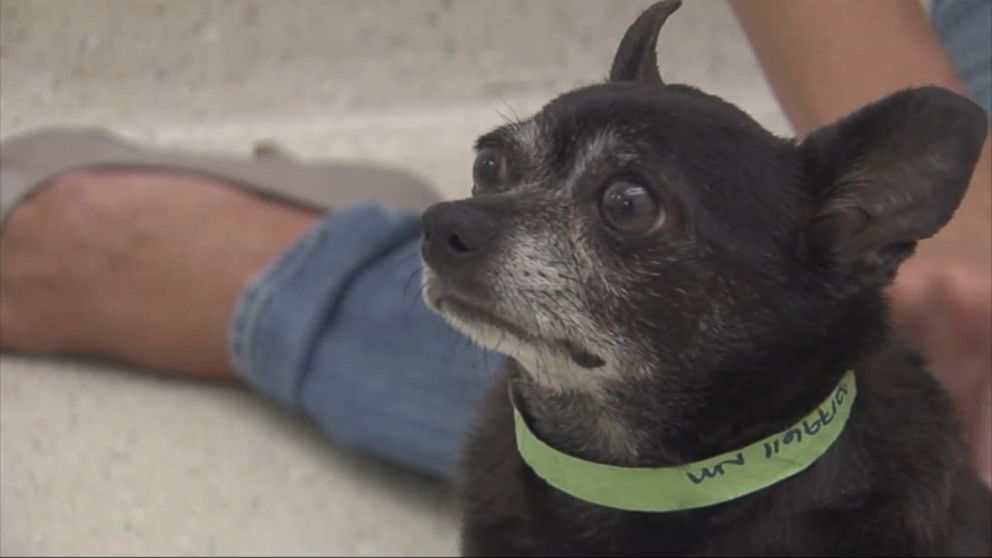PHOTO: Dash, a beloved Chihuahua will be reunited with his owner tomorrow after going missing 8 years ago.