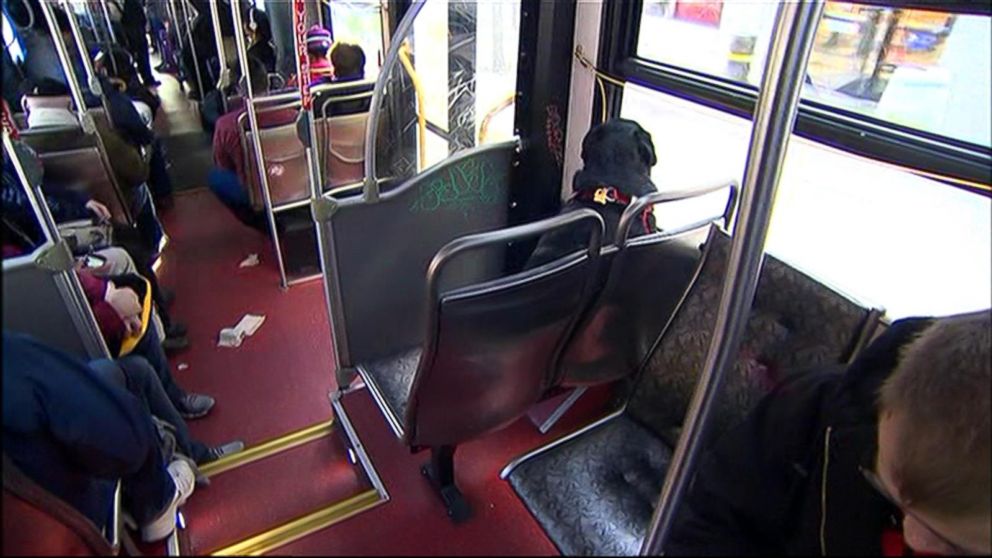 PHOTO: A dog, named Eclipse, takes the bus to a dog park in Seattle