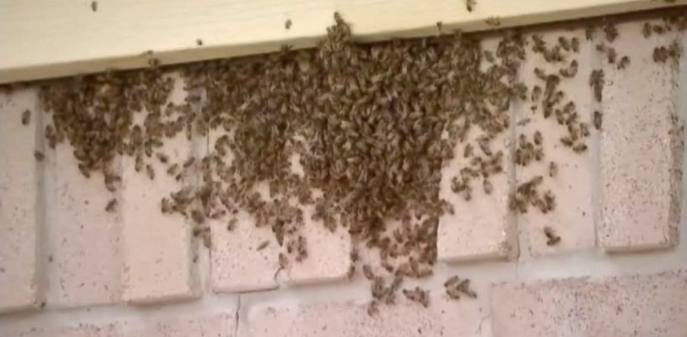 The Best Method to Get Rid of Bees