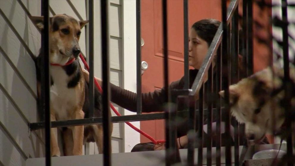 PHOTO: A German Shepherd waited weeks for his owner to return after he was murdered in a Houston convenience store on Feb. 7.