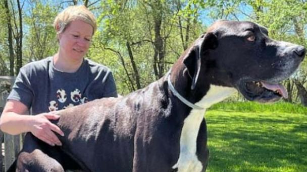 Kevin, world's tallest dog who stood at 7 feet, dies just days after ...