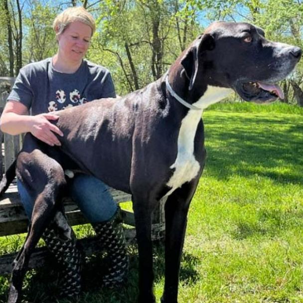 Kevin, world's tallest dog who stood at 7 feet on his hind legs