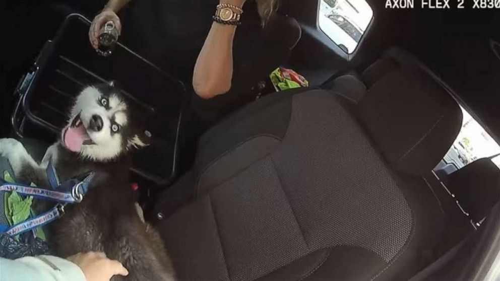 PHOTO: A 3-month-old Husky puppy with its mouth taped shut was rescued from the back of a hot car at the Bellagio Hotel & Casino on July 20, 2022, by the Las Vegas Metropolitan Police Department.