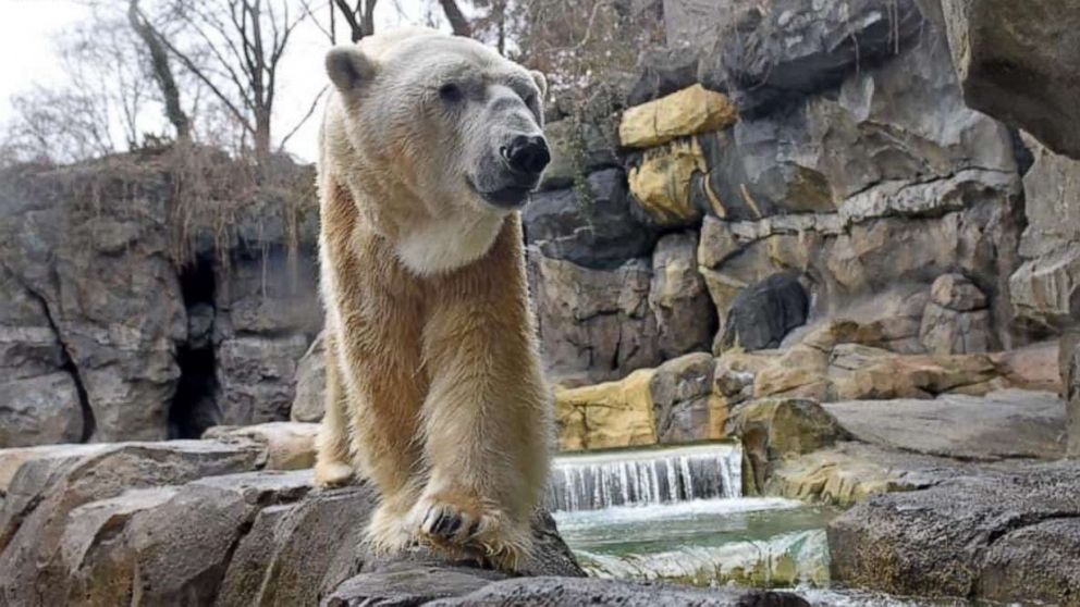 PHOTO: The Cincinnati Zoo announced in a statement on Saturday, March 27, 2021, that the 31-year-old polar bear known as “Little One” was humanely euthanized after suffering from renal failure that led to a rapid decline in his health and quality of life.