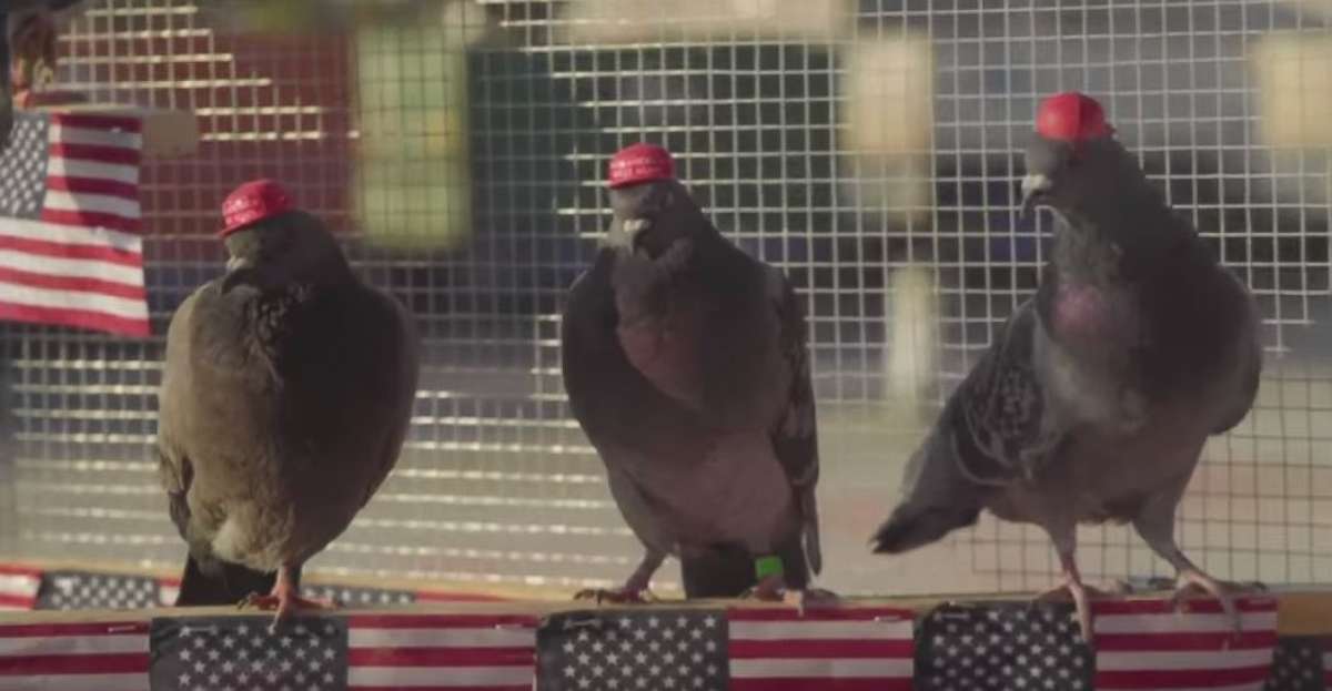 PHOTO: Pigeons wearing MAGA hats and Donald Trump wigs have been released by a shadowy protest group calling themselves P.U.T.I.N. -– Pigeons United to Interfere Now -- across the city of Las Vegas, Nevada.