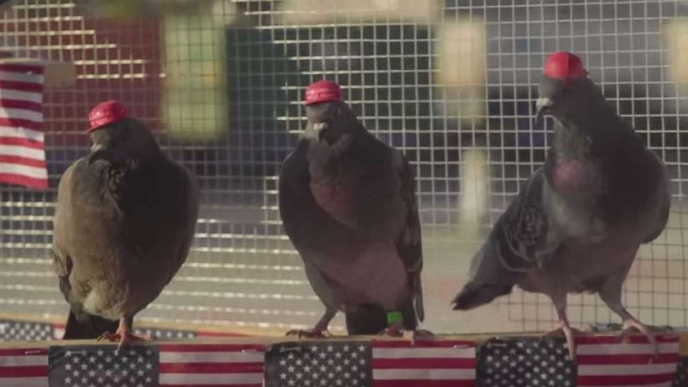 PHOTO: Pigeons wearing MAGA hats and Donald Trump wigs have been released by a shadowy protest group calling themselves P.U.T.I.N. -– Pigeons United to Interfere Now -- across the city of Las Vegas, Nevada.