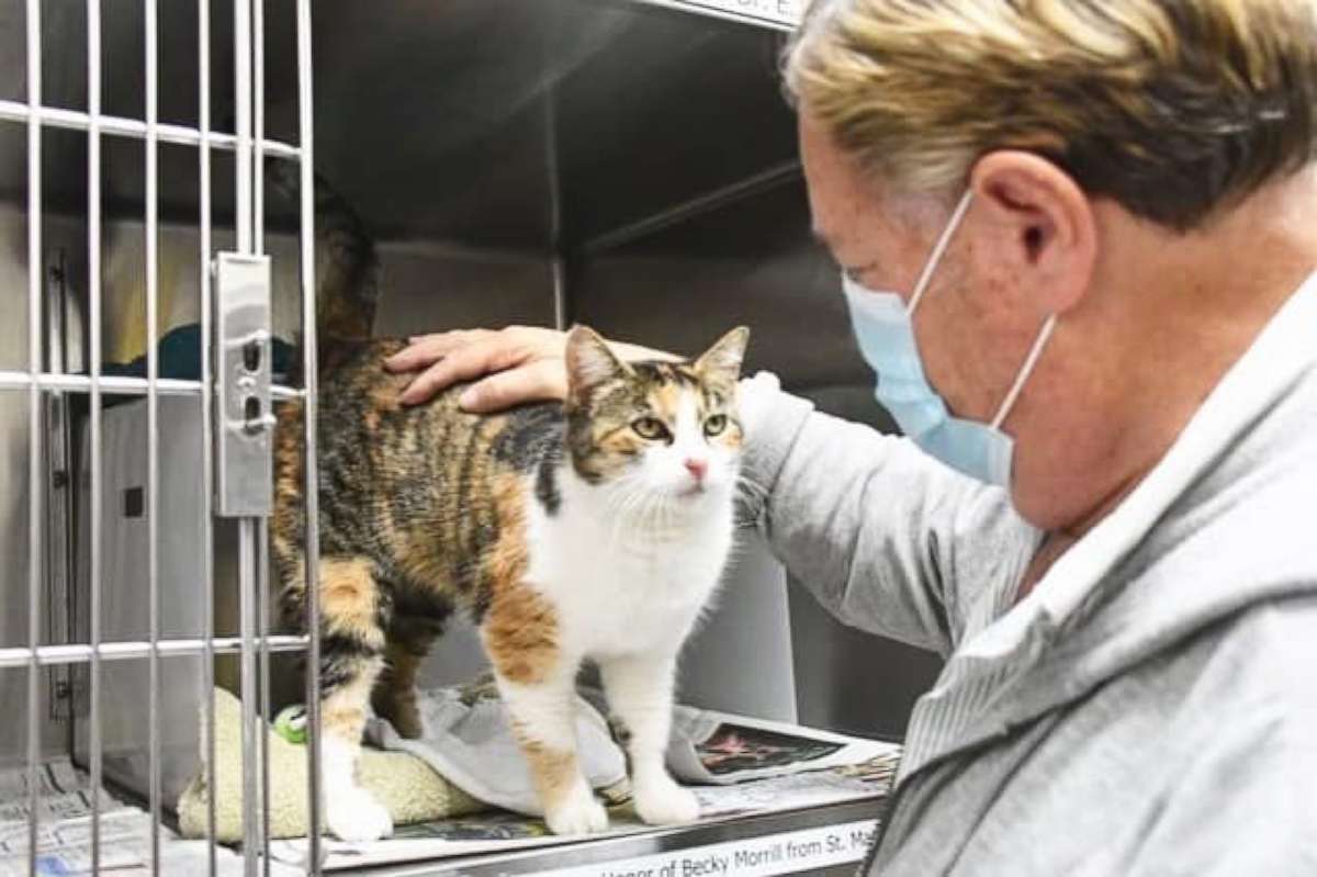 PHOTO: A pet cat who was thought to have died along with her owner in the massive Southern California mudslides in January 2018 that killed 23 people has been miraculously found three years later less than a quarter of a mile away from her home.  