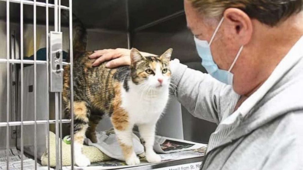 PHOTO: A pet cat who was thought to have died along with her owner in the massive Southern California mudslides in January 2018 that killed 23 people has been miraculously found three years later less than a quarter of a mile away from her home.  