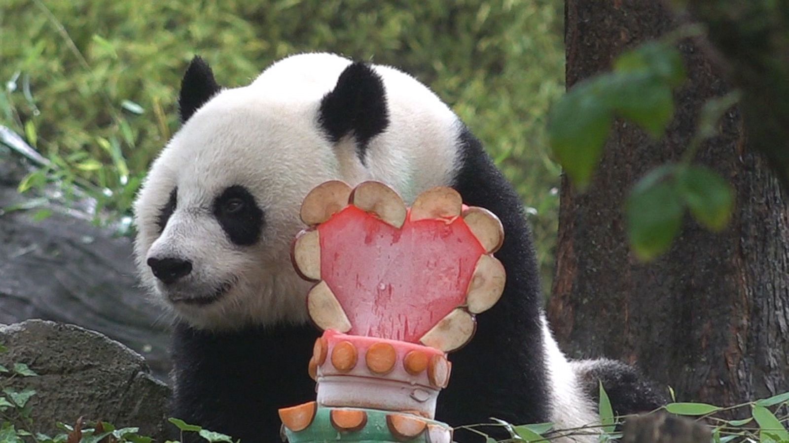 DC's National Zoo prepares to say goodbye to pandas returning to China