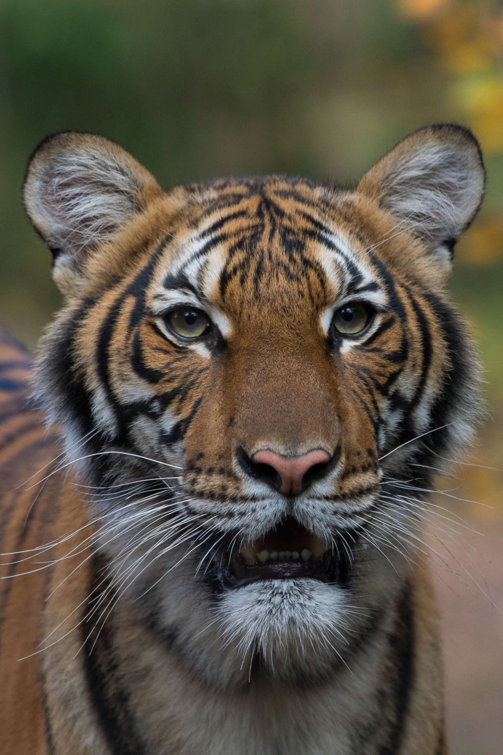 PHOTO: A Malayan tiger at the Bronx Zoo has tested positive for COVID-19 along with 4 other tigers and three other lions bring the total number of big cats sick with COVID-19 at the zoo to eight.
