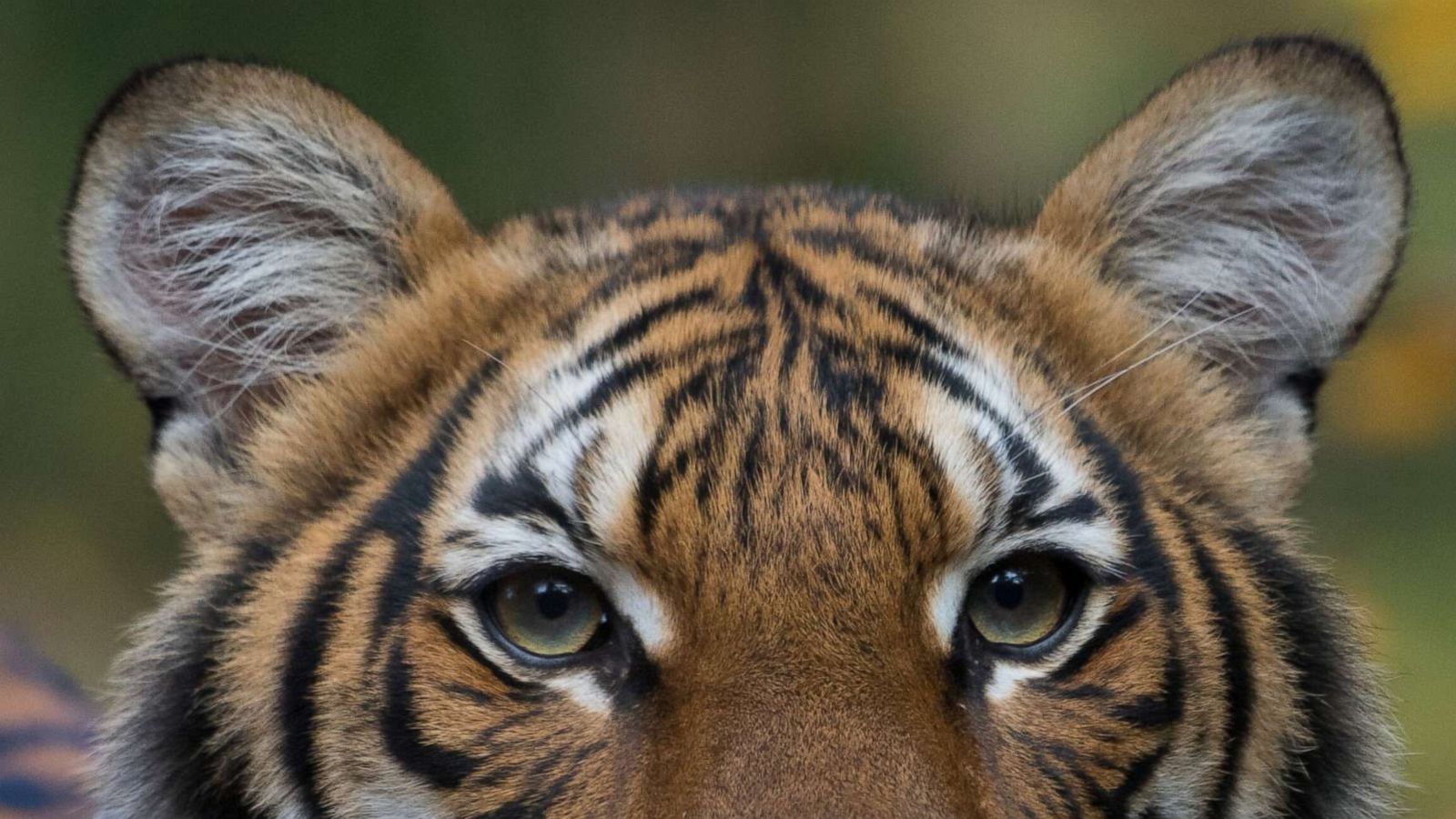 NYC Tiger Tests Positive For Covid-19, Are Other Cats At Risk