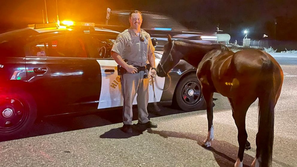 Man gets DUI for allegedly riding horse while drunk with open container ...