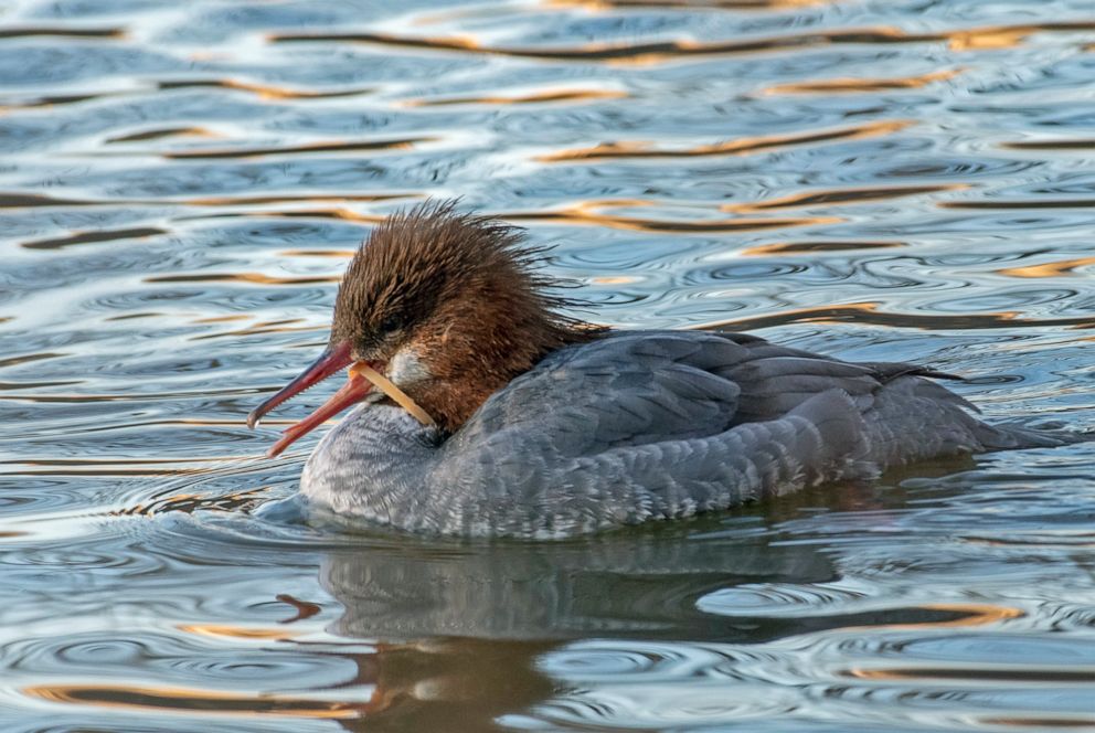 PHOTO: Central Park Rangers are searching for a Common Merganser that was spotted with a plastic ring inside of its mouth.