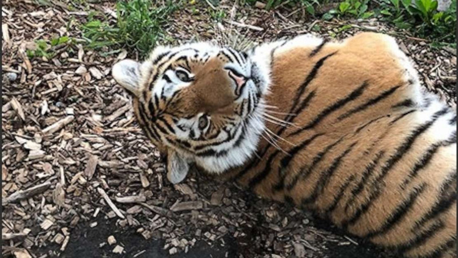 Rare tiger cubs in zoo hospital