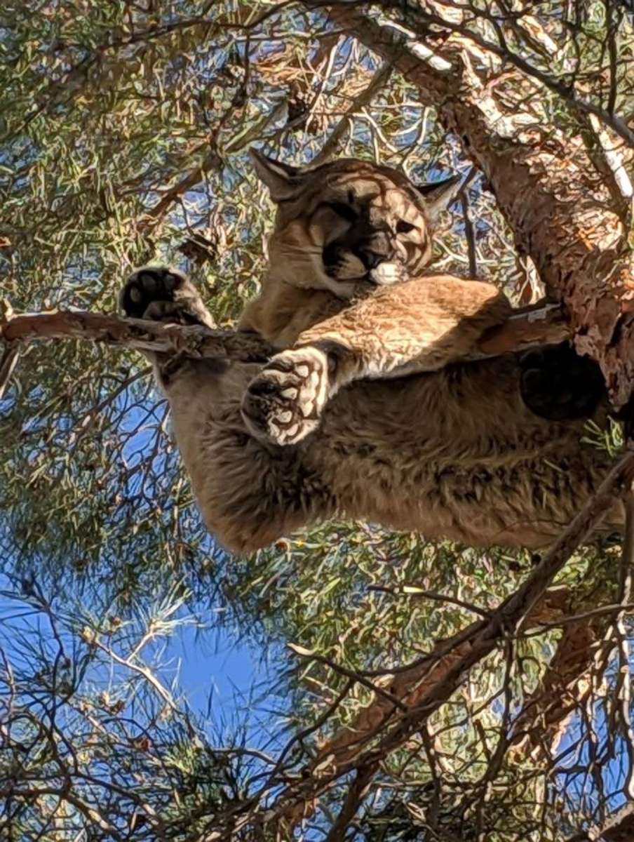 PHOTO: Firefighters helped rescue a mountain lion from a tree outside a home in Hesperia, California, Feb. 16, 2019.