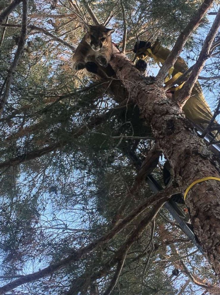 PHOTO: Firefighters helped rescue a mountain lion from a tree outside a home in Hesperia, California, Feb. 16, 2019.