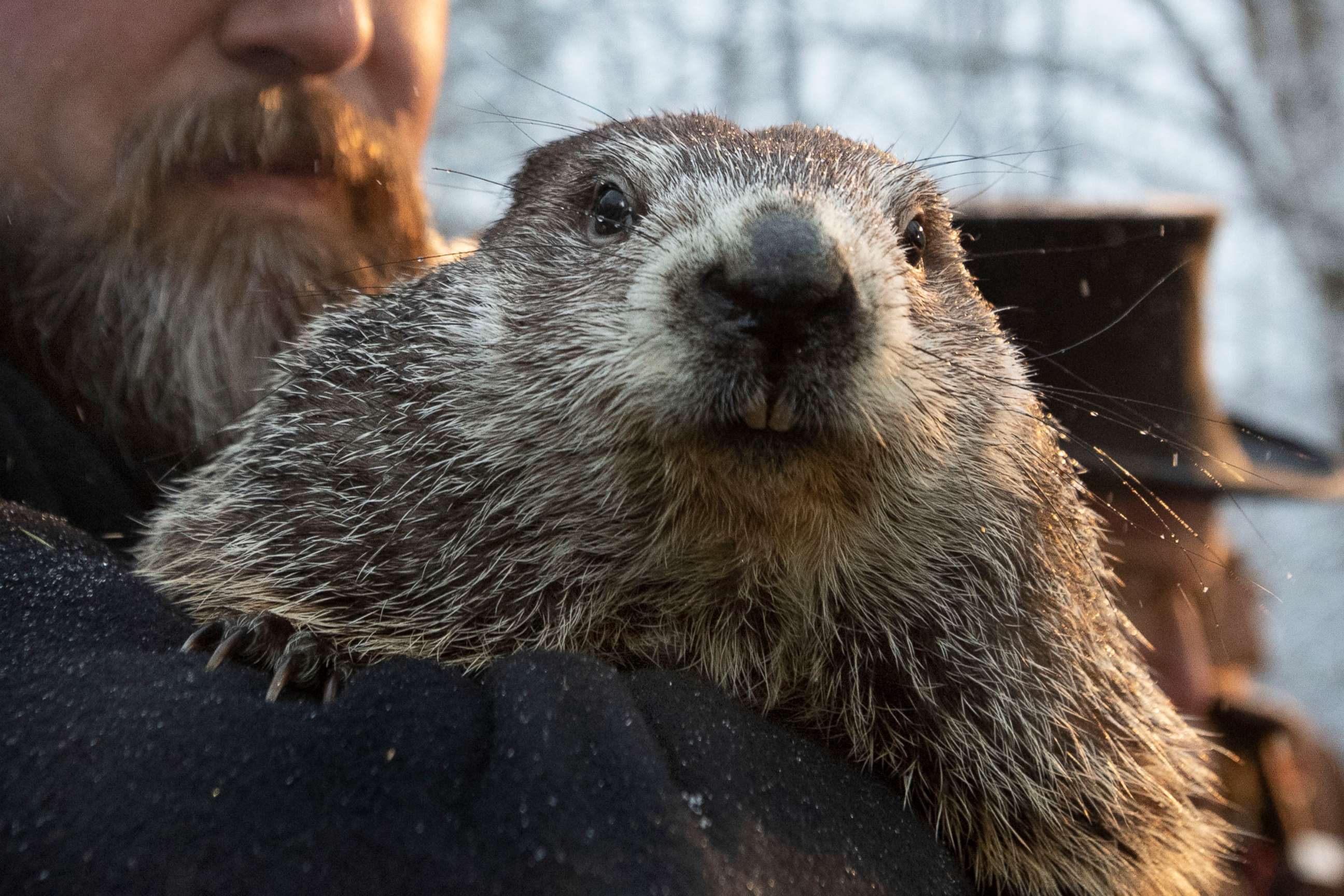 PHOTO: FILE - In this Feb. 2, 2020, file photo, Groundhog Club co-handler Al Dereume holds Punxsutawney Phil, the weather prognosticating groundhog, during the 134th celebration of Groundhog Day on Gobbler's Knob in Punxsutawney, Pa. 