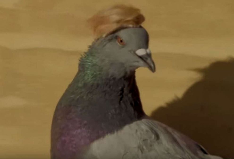PHOTO: Pigeons wearing MAGA hats and Donald Trump wigs have been released by a shadowy protest group calling themselves P.U.T.I.N. – Pigeons United to Interfere Now -- across the city of Las Vegas, Nevada.