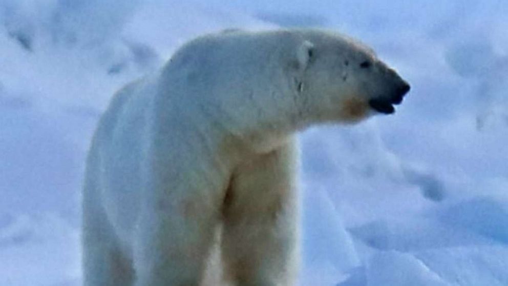 PHOTO: A polar bear chased down and killed a woman and a young boy when it entered a remote village community in Alaska before a resident was able to shoot and kill the bear during the attack on Jan. 17, 2023 in Wales, Alaska.