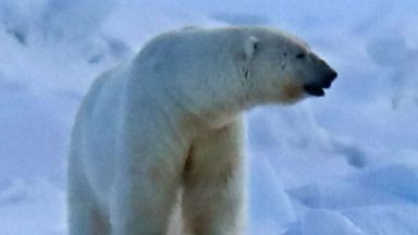Polar bear kills mother, 1-year-old son after rampage through remote Alaska village